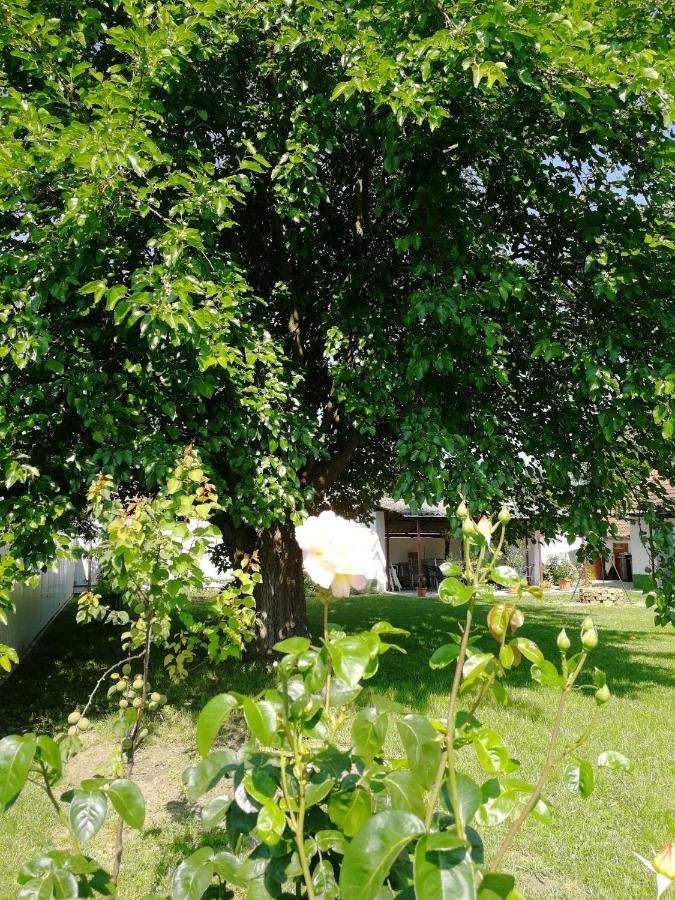 Villa Zsuzsanna Gyomaendrőd Esterno foto
